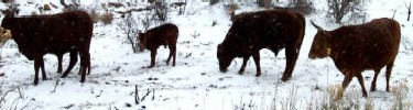 Cows wondering in the snow in Black Canyon